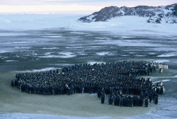 Die Reise der Pinguine