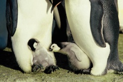 Die Reise der Pinguine