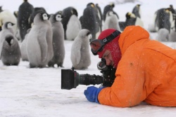 Die Reise der Pinguine