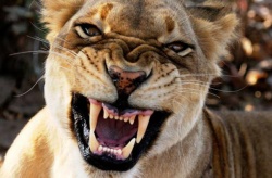 Ein Paradies fr Tiere - Afrikas wildes Herz (The Great Rift)