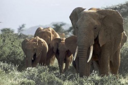 Ein Paradies fr Tiere - Afrikas wildes Herz (The Great Rift)